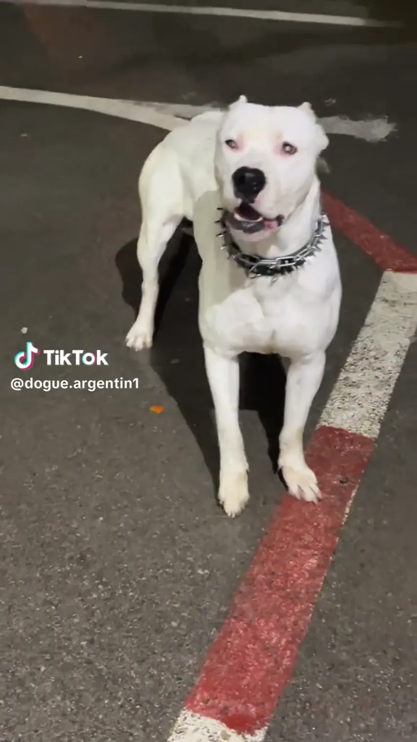 Tiktok Editleri